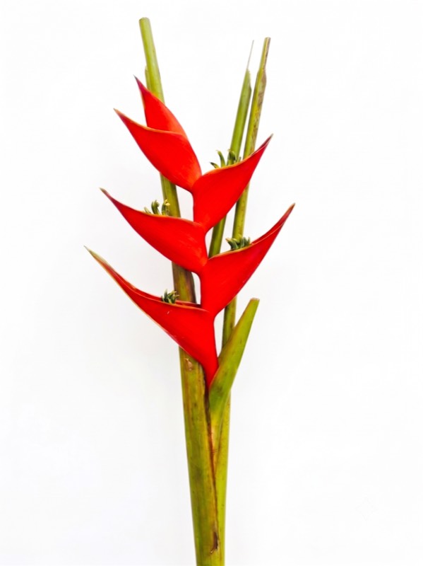 Heliconia tropical cut flower